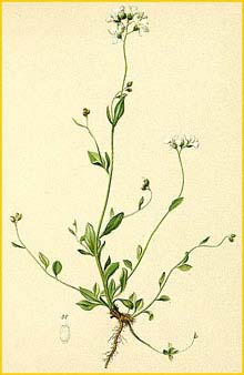  ( Cardaminopsis halleri ) Atlas der Alpenflora (1882) by Anton Hartinger