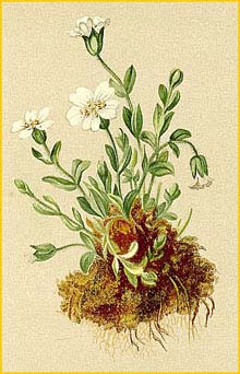   ( Cerastium uniflorum ) Atlas der Alpenflora (1882) by Anton Hartinger