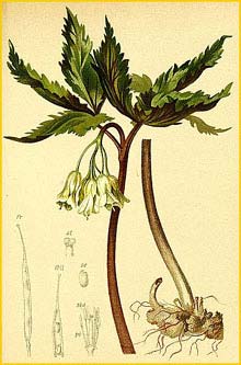   ( Dentaria enneaphyllos ) Atlas der Alpenflora (1882) by Anton Hartinger