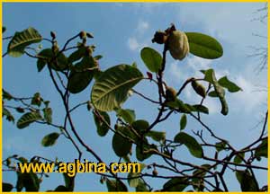   ( Magnolia sinensis )