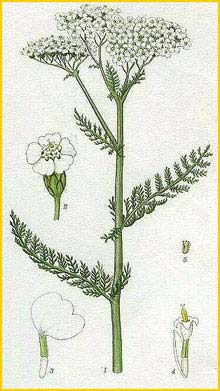   ( Achillea millefolium ) Bilder ur Nordens Flora (1926) by Carl Lindman 