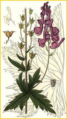   ( Aconitum septentrionale ) Bilder ur Nordens Flora (1926) by Carl Lindman 