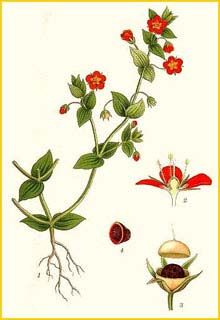   /   ( Anagallis arvensis / foemina ) Bilder ur Nordens Flora (1926) by Carl Lindman 