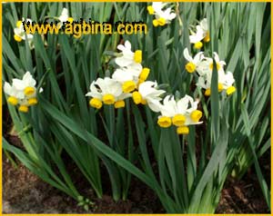   (Narcissus canaliculatus)