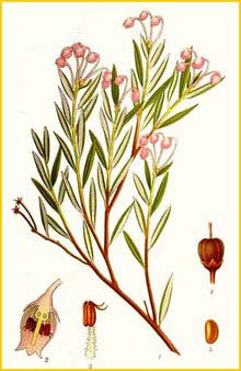   ( Andromedia polifolia ) Bilder ur Nordens Flora (1926) by Carl Lindman 