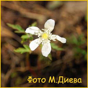   ( Anemone amurensis )