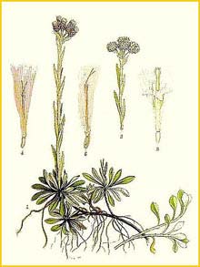    (Antennaria dioica) Bilder ur Nordens Flora (1926) by Carl Lindman 