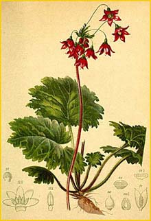   ( Cortusa matthiollii ) Atlas der Alpenflora (1882) by Anton Hartinger