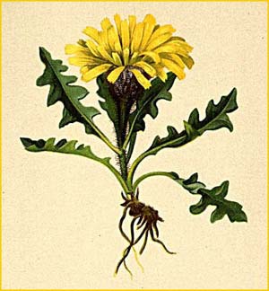   ( Crepis terglouensis ) Atlas der Alpenflora (1882) by Anton Hartinger