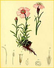   ( Dianthus alpinus ) Atlas der Alpenflora (1882) by Anton Hartinger