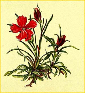   ( Dianthus glacialis ) Atlas der Alpenflora (1882) by Anton Hartinger