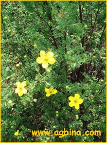   .  ( Potentilla fruticosa var. parviflora )