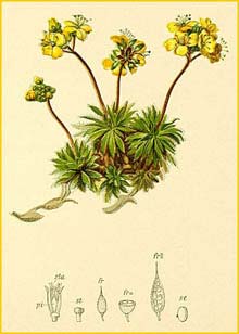   ( Draba aizoides / affinis / beckeri ) Atlas der Alpenflora (1882) by Anton Hartinger