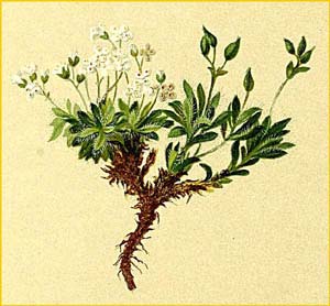   /  /  ( Draba fladnitzensis / androsacea / altaica ) Atlas der Alpenflora (1882) by Anton Hartinger 
