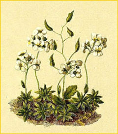  /   ( Draba stellata ) Atlas der Alpenflora (1882) by Anton Hartinger