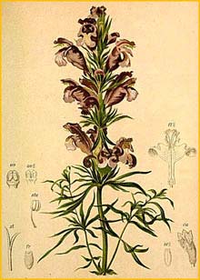   ( Dracocephalum ruychiana ) Atlas der Alpenflora (1882) by Anton Hartinger