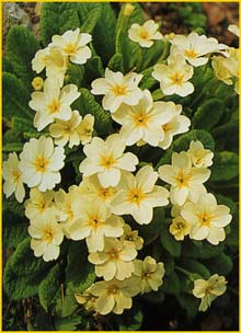   . ( rimula vulgaris  ssp. vuldaris )