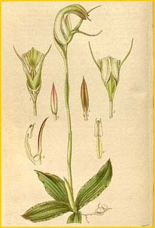   ( Pterostylis acuminata ) Curtis's Botanical Magazine (1835)