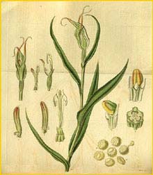   ( Pterostylis banksii ) Curtis's Botanical Magazine (1832)