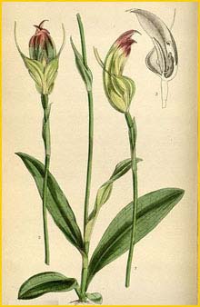   ( Pterostylis baptistii ) Curtis's Botanical Magazine (1878)