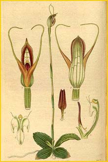   ( Pterostylis concinna ) Curtis's Botanical Magazine (1835)