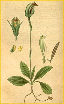  ( Pterostylis curta ) Curtis's Botanical Magazine (1831)