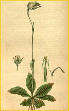   ( Pterostylis nutans )  Curtis's Botanical Magazine (1831)