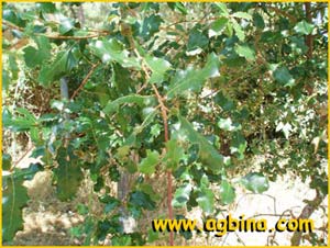   ( Quercus faginea ssp. faginea )