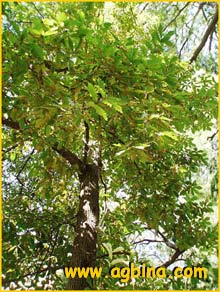   ( Quercus hartwissiana )