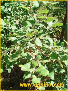   ( Quercus humilis )