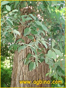   ( Quercus polymorpha )