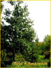   ( Quercus rubra )