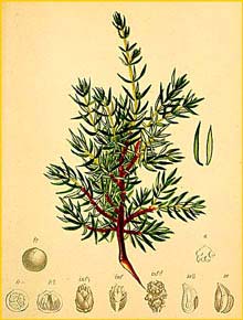   /  ( Juniperus sibirica / nana ) Atlas der Alpenflora (1882) by Anton Hartinger