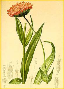   ( Knautia longifolia ) Atlas der Alpenflora (1882) by Anton Hartinger