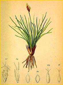   ( Kobresia caricina ) Atlas der Alpenflora (1882) by Anton Hartinger