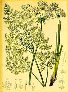   ( Laserpitium hirsutum ) Atlas der Alpenflora (1882) by Anton Hartinger