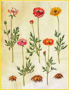   /   ( Ranunculus asiaticus ) Gottorfer Codex 1649-1659 Hans-Simon Holtzbecker