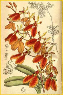    ( Renanthera imschootiana ) Curtis's Botanical Magazine