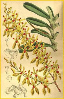    ( Renanthera annamensis ) Curtis's Botanical Magazine (1907)