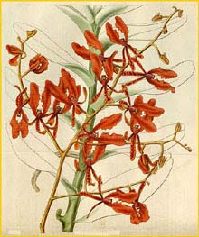   - ( Renanthera coccinea ) Curtis's Botanical Magazine (1830)
