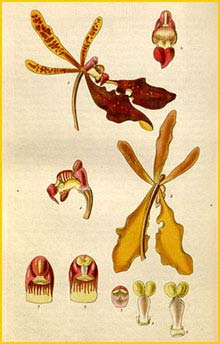   - ( Renanthera coccinea ) Curtis's Botanical Magazine (1830)