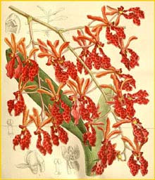    ( Renanthera storiei ) Curtis's Botanical Magazine 