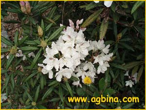   ( Rhododendron annae )