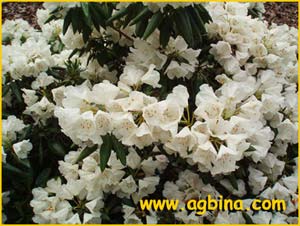   ( Rhododendron anweiense )