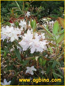   ( Rhododendron augustini )