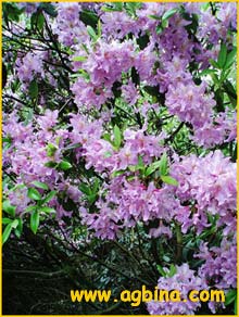    ( Rhododendron augustini chasmanthum )