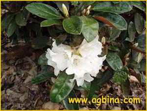   ( Rhododendron bureaui )