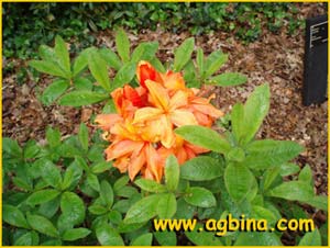   ( Rhododendron calendulaceum )