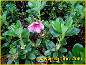   ( Rhododendron campylocarpum ssp. charopeum )