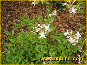    ( Rhododendron canenscens )